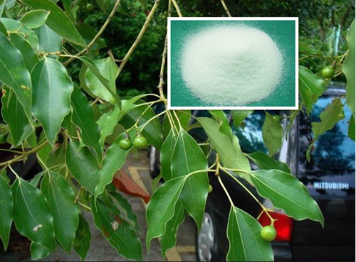 天然樟脑 Natural camphor.jpg